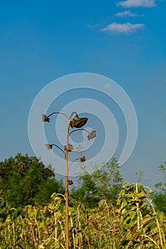 A dried sunflower on the field