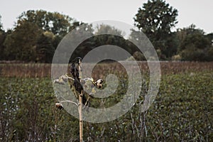 Dried sunflower on the field in autumn