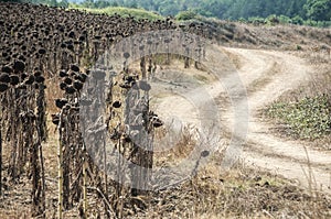 Dried sunflower field