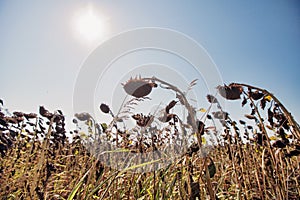 Dried sunflower field with the sun in the background