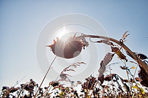 Dried sunflower field with the sun in the background