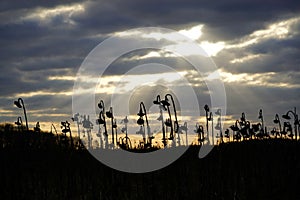 Dried sunflower field in winter