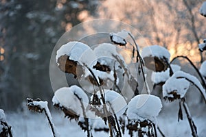 Dried sunflower heads covered with snow.