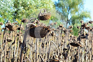 Dried sunflower heads on the sunflower field