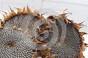 Dried sunflower heads