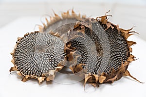 Dried sunflower heads