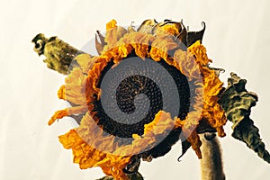 Dried sunflower isolated on white