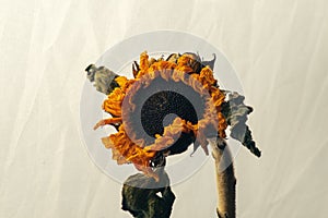 Dried sunflower isolated on white