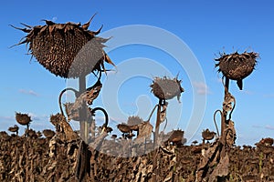 Dried sunflower plants waiting on field before harvesting