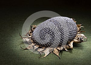 Dried sunflower seedhead, light painting on green. photo