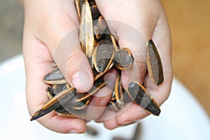 Dried sunflower seeds on young child hand