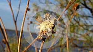 Dried Sunflower on Stalk with Blue Skies