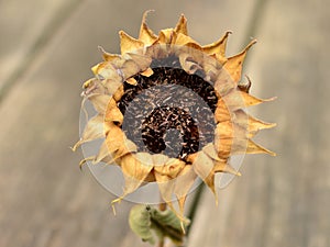 Dried Sunflower on wooden background