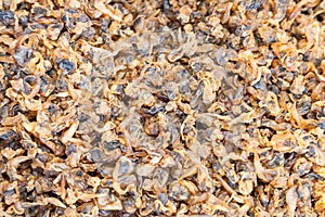 Dried Surf Paphia undulata for sale in market