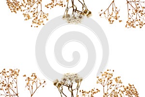 Dried symmetrical floral flowers on white background