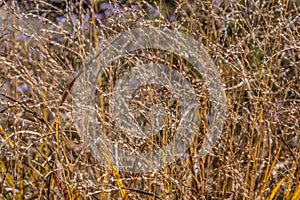 Dried tall grass closeup view