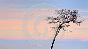 Dried and tall silhouette tree