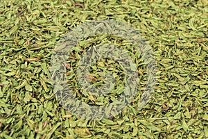 Dried tarragon stalks on a white background