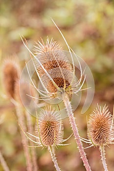 Dried Teasel (Dipsacus fullonum) photo