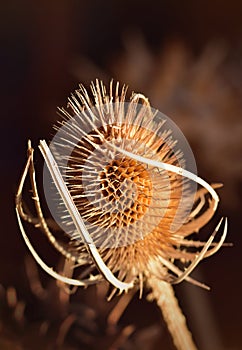 A dried teasel flower head