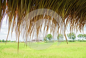 Dried thatching roof of hut in rice paddy at countryside