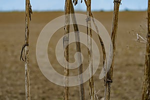 Dried thick stems of plants - sosnowski borscht against the background of blurred agricultural fields