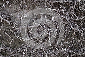 Dried thin plant roots against concrete background texture