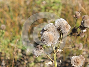 Dried Thistle Blossoms