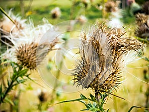 Dried thistle flower in late summer