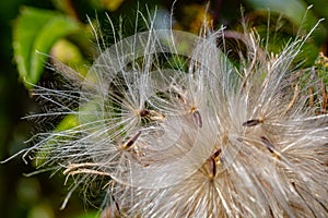 Dried thistle flying seeds ready for dispersal by the wind