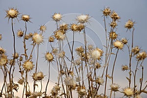 Dried thistle plants in Tuscany.