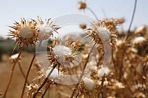 Dried thistles photo