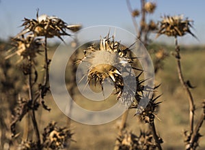 Dried thistles with blue sky in the background.