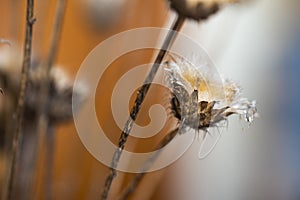 Dried thistles plant in a vase used as an interior decoration of a home with a nice painting in the background.