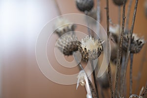 Dried thistles plant in a vase used as an interior decoration of a home with a nice painting in the background.