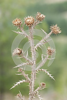 Dried and thorny flowers