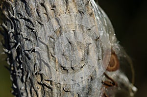 Dried Thorny Skin of Milkweed Pod