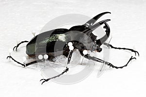 Dried Three-Horned Beetle (Chalcosoma caucasus), Dry Preservation Beetle