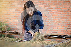 Dried tobacco leaves Lao girls are choosing the quality of the c