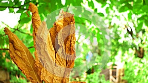 Dried tobacco leaves leaf drying