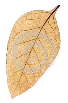 Dried tobacco Nicotiana tabacum leaf, path photo