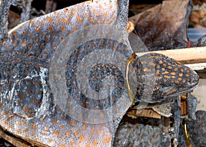 Dried tocke gecko, Singapore