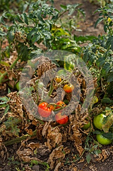 Dried tomatoes. Bad harvest. Unsatisfactory results of growing organic vegetables