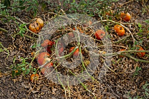 Dried tomatoes. Bad harvest. Unsatisfactory results of growing organic vegetables