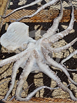 Dried traditional fish on the beach in Nazare, Centro - Portugal photo