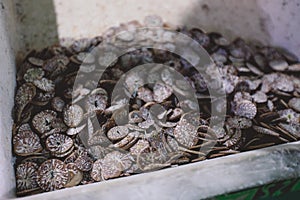 Dried Traditional Maldivian Betel Nut on the Market in Male City