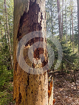 Dried tree without bark with worm curries