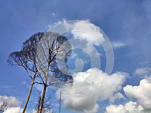 Dried tree, beautiful blue sky with white clouds background