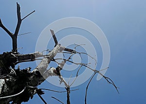 Dry tree branches against blue sky