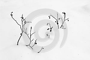 Dried tree branches in the snow